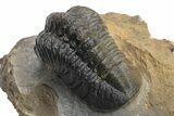 Multi-Toned Reedops Trilobite - Aatchana, Morocco #225356-3